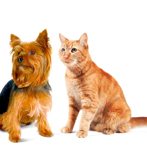 jetPaws
